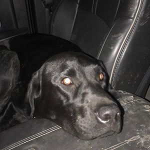 Meet your Posher, Devin